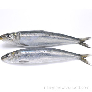 bevroren beste sardine bevroren verse sardine